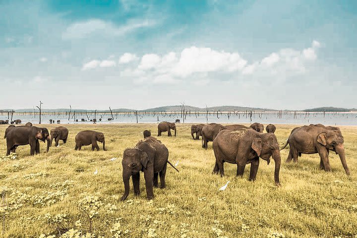 The Great Elephant Gathering Private Safari from Minneriya image