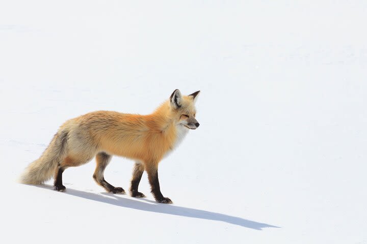 Private Full-Day Yellowstone Wildlife Safari from Gardiner image