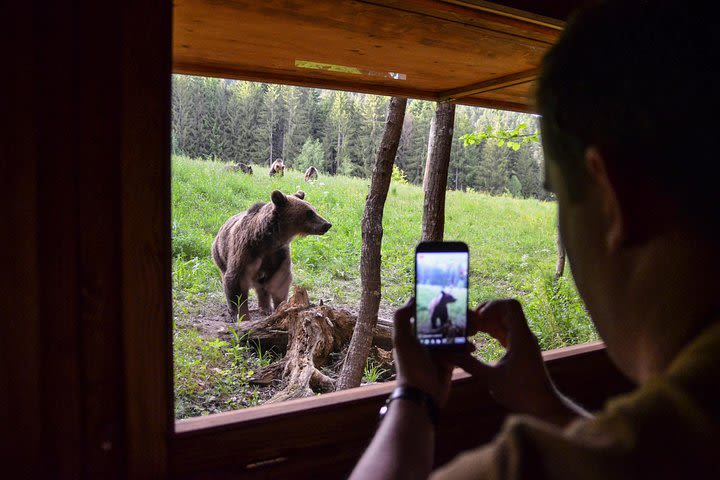 Day Trip & Bear Watching in the Land of Volcanoes image