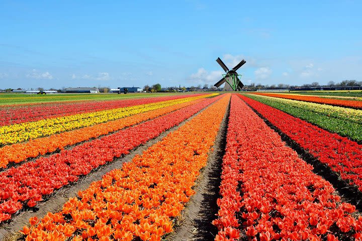 Private tour :Traditional Holland and Amsterdam city tour from Brussels Full day image