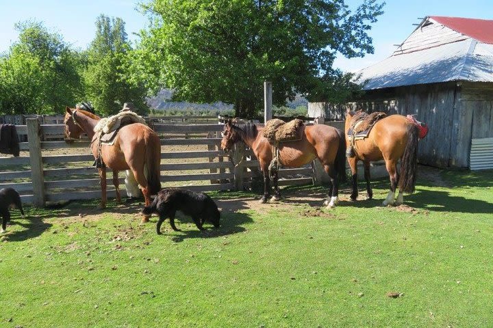 Horse Riding to Lago Las Rosas with local people from Patagonia image