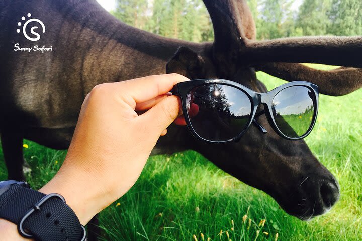 A Cultural Encounter at A Local Reindeer Farm image