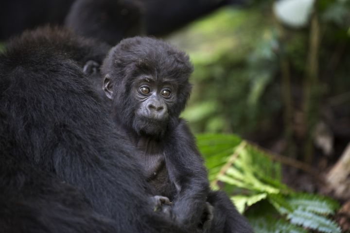 3 Days Fly-in Safari: Gorillas in the Mist image