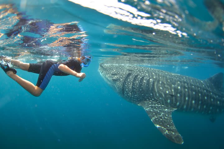 All-Inclusive Sailing Cruise & Swim with Whale Sharks Tour from Los Cabos image
