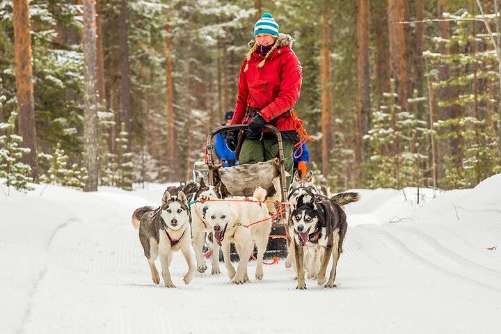 Snowmobile & Animals Day Tour image