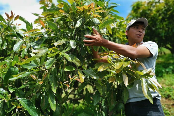 Visit an Avocado Plantation + The Highlights of Antigua - Private Tour image