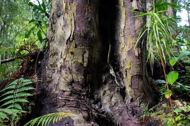 5-Day Stewart Island Tour with Small Group from Dunedin  image