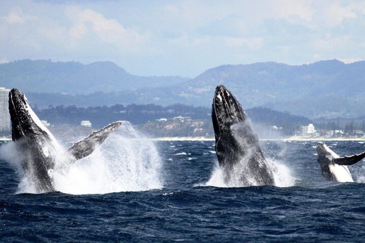 Whale Watching Tour with Spirit of Gold Coast  image