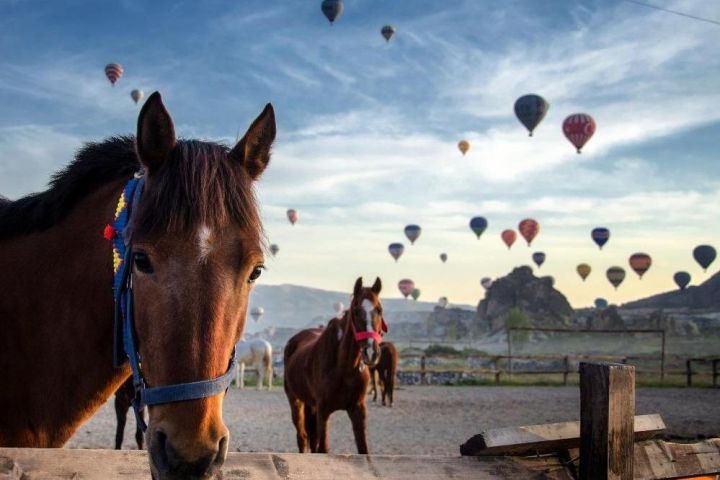 Cappadocia Horseback Riding Adventure image