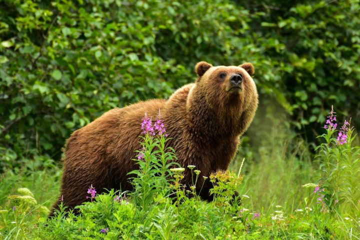 Alaska Bear Viewing Experience from Kenai, Alaska image