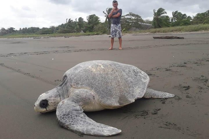 Eco tourism, turtle observation image