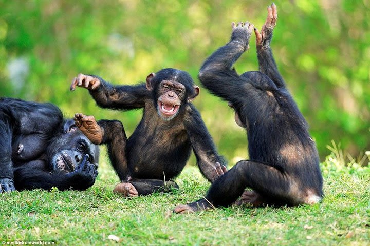 5 Days Uganda Gorilla, Chimpanzee and Wildlife Safari  image