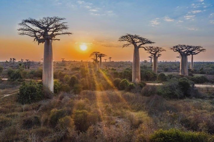 15 Days Exploring South and West of Madagascar image