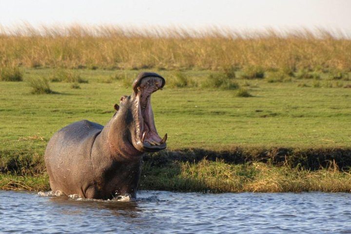 Overnight Camping Safari in the Chobe National Park from Victoria Falls image