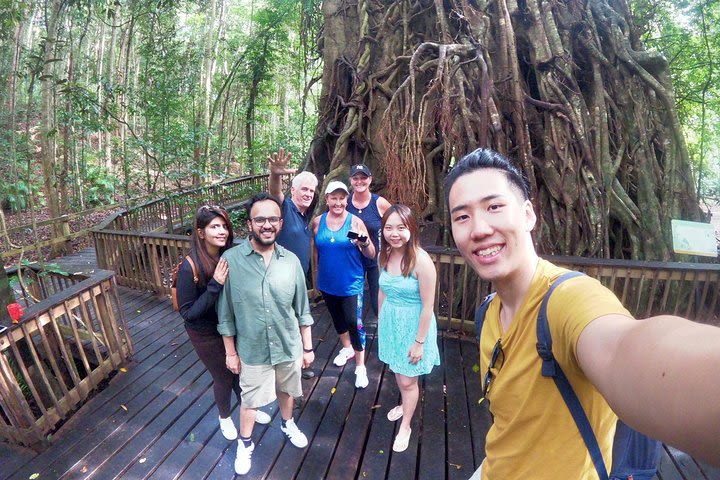 Cairns 4WD Waterfall and Rainforest Tour Including Kuranda Scenic Railway  image