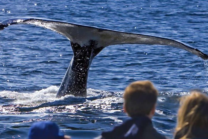 Waitukubuli Dolphin and Whale Watch in Dominica image