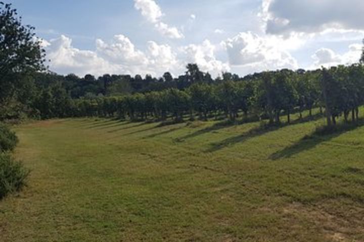 Wine tasting in Montepulciano, visiting Siena, in Tuscany from Florence image