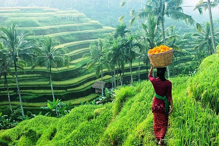 UNESCO World Heritage Tegalalang Tour Rice Terraces image