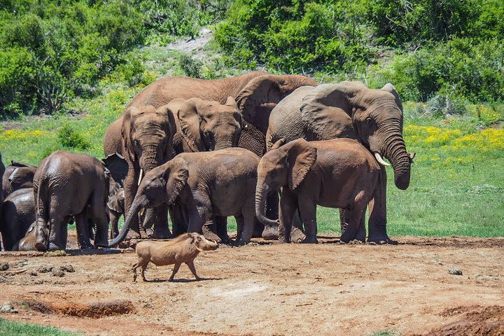 7-Day Garden Route, Cape Winelands & Addo Small Group Combo Tour Package image