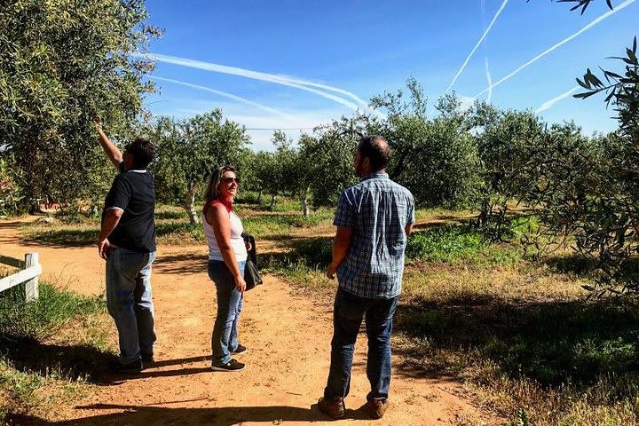 Olive Oil Farm Tour from Seville image