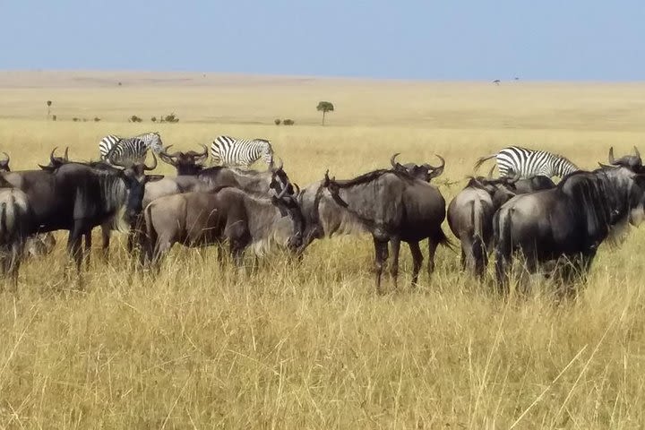 4 Days Lake Nakuru and Masai Mara Game Reserve image