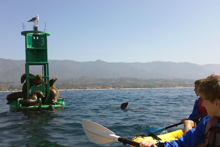 Santa Barbara Kayak Tour image