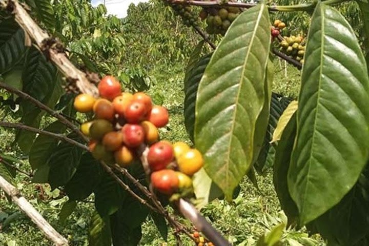 Coffee Road Excursion : plantation, processes, tasting and scenery image