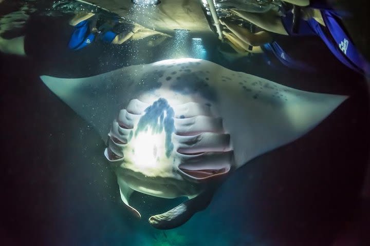 Night Manta Experience image