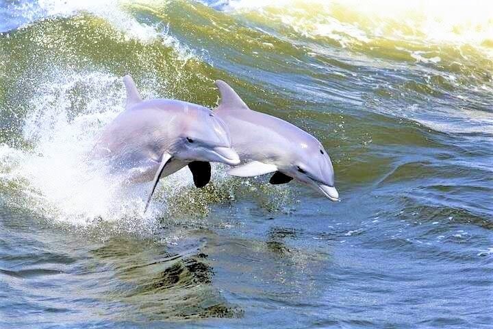 Hilton Head Island Dolphin Watching Nature Cruise image