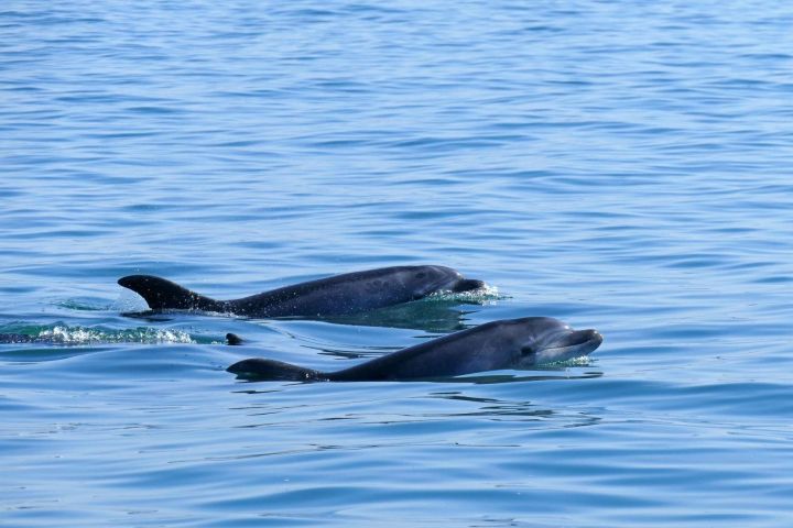 Faro Dolphin Watching Tour image