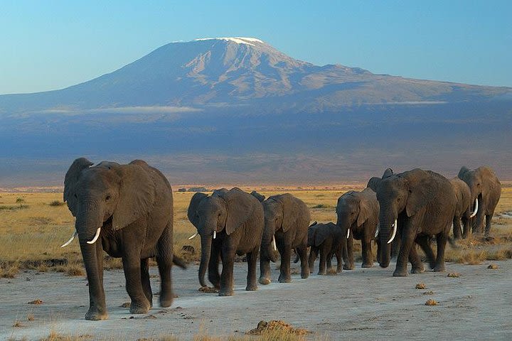 Overnight Safari to Amboseli National Park image