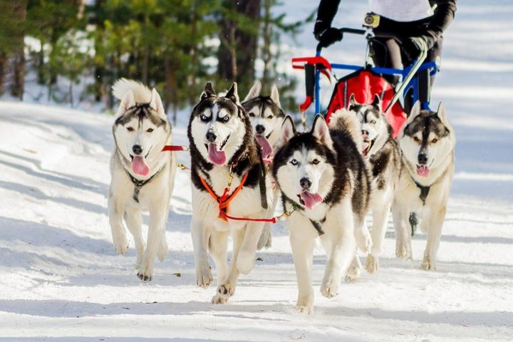 1day Dog Sledging, Visit The Terelj National Park And Chenggis Khaan Statue. image