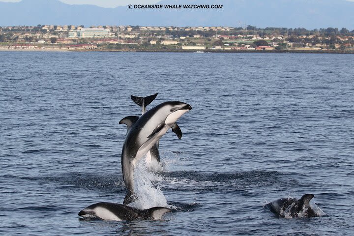 Shared Two-Hour Whale Watching Tours from Oceanside, CA image