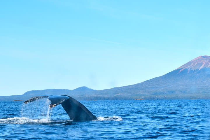 Private Whale Watching and Marine Wildlife Tour image