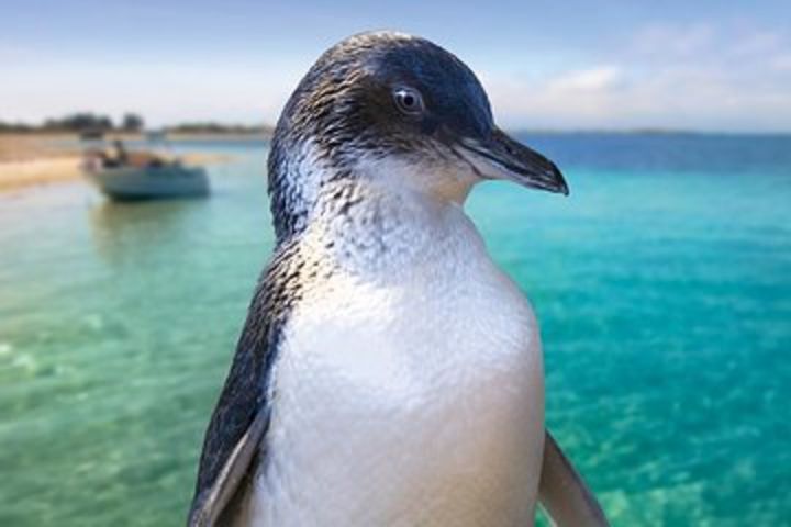 Full-Day Penguin Island & Fremantle Town image