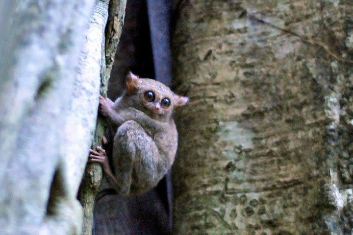 Tangkoko Overnight (2D1N) image