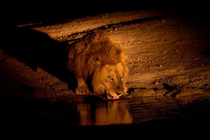 Evening Pilanesberg Night Safari Tour image