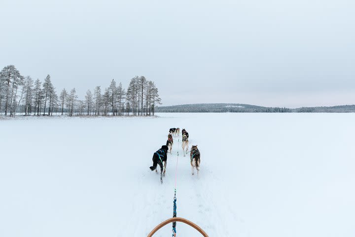 Taiga Husky Tour image