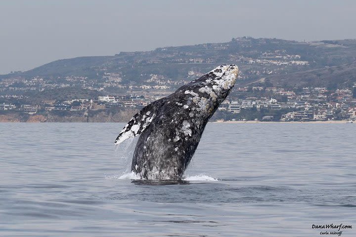 Whale Watching Excursion in Dana Point image