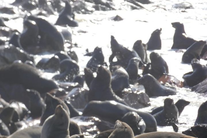 Explorer Cape Cross seal colony Day Tour image