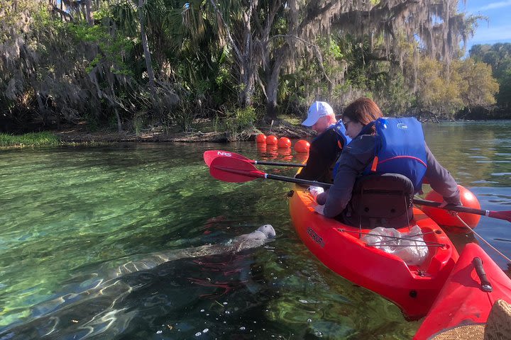 Orlando Manatee Encounters image