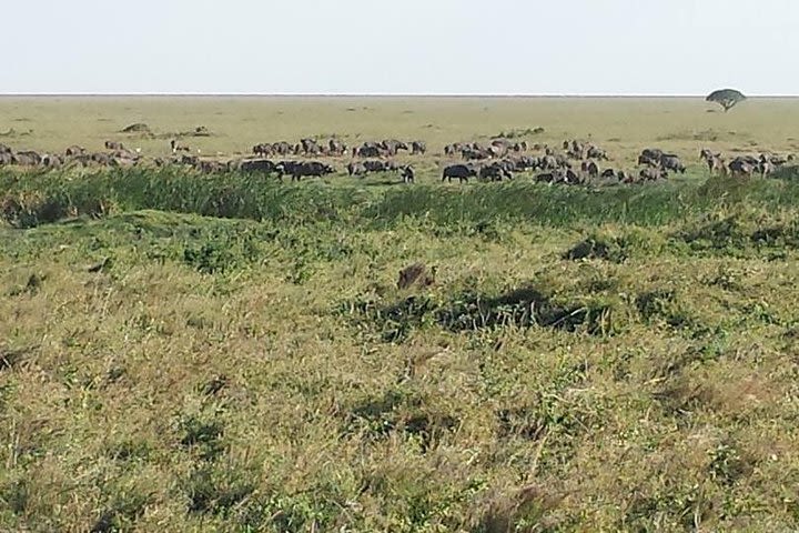 3 Days Fly from Zanzibar to Tarangire-Ngorongoro Crater & Lake Manyara image