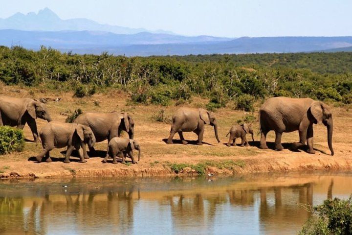 Safari Drive of Madikwe Reserve (4-Days + Accommodation) image