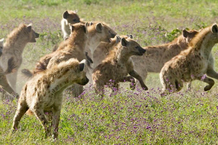 Private 11-Day Migration Safari to North Serengeti image