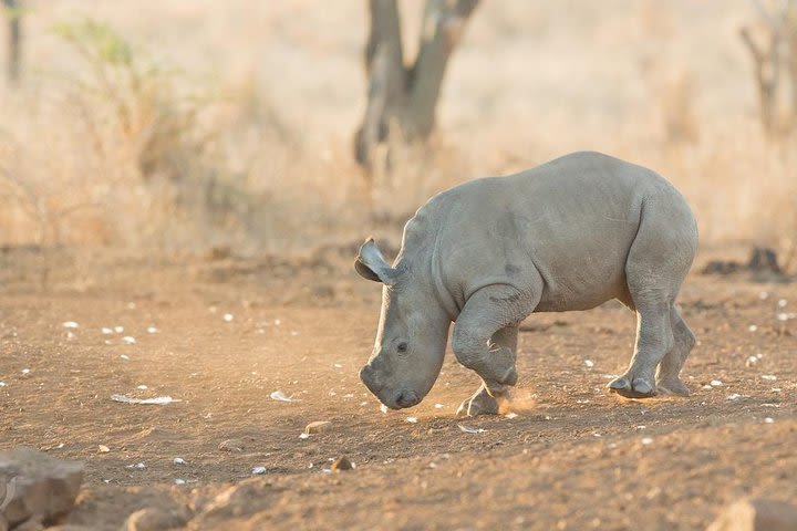 Luxury 5-Day Lesotho, Drakensberg & Safari Tour from Durban image