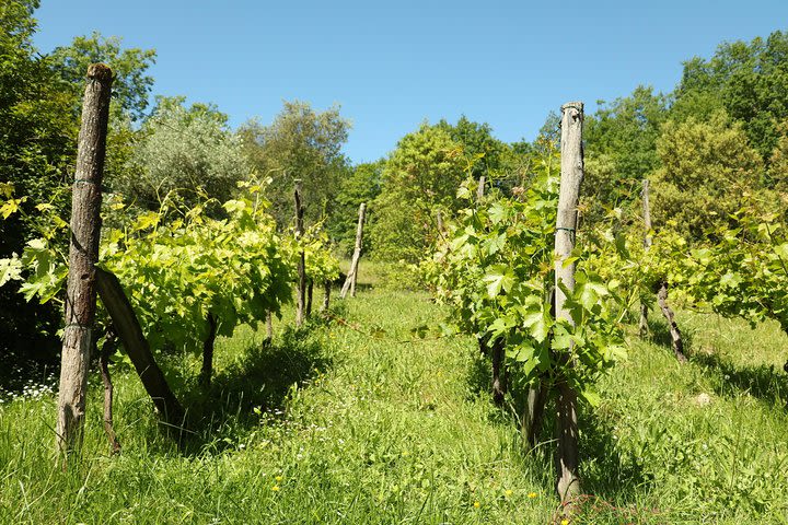 Gastronomic Tour - Daily - with Vintage French 2CV (1 to 12 persons) image