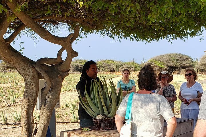 Made in Aruba Sightseeing Tour image