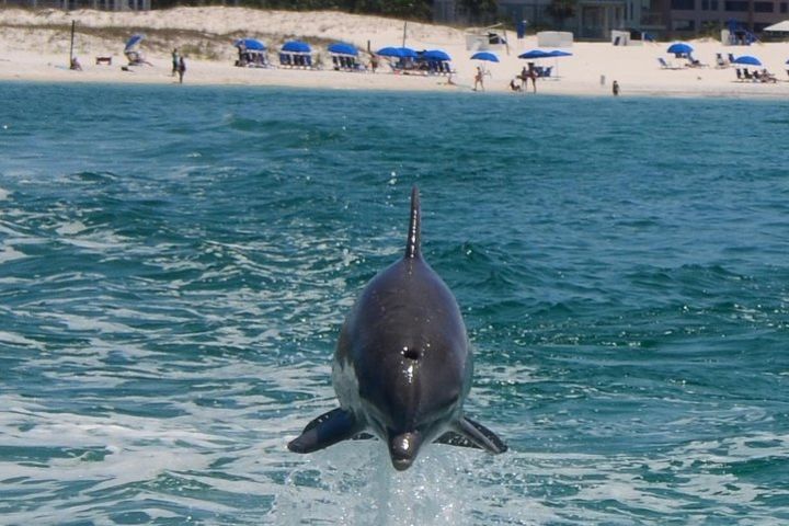 Dolphin-Watching Cruise in the Gulf of Mexico image