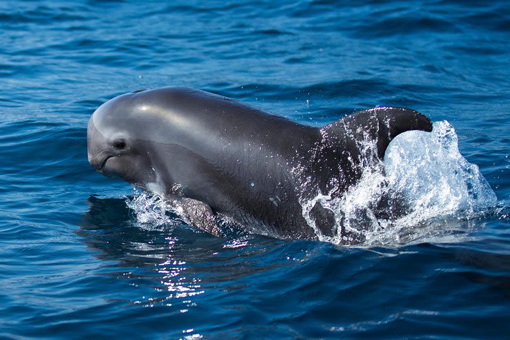 Fuerteventura: Dolphin watching Lobos Island image