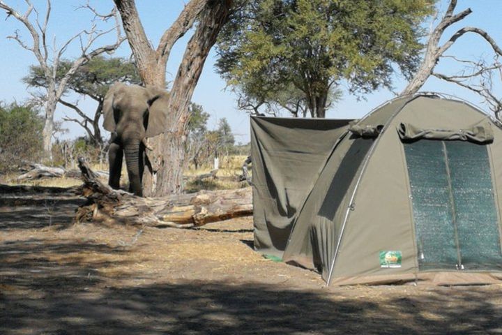 3 Day Wilderness Trail: Moremi, Khwai & East Okavango Delta - WildCamping Safari image